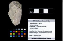 Foto (Objekt + Etikett) von Goniodromites sp.  (NHMW-GEO-1990-0041-3965)